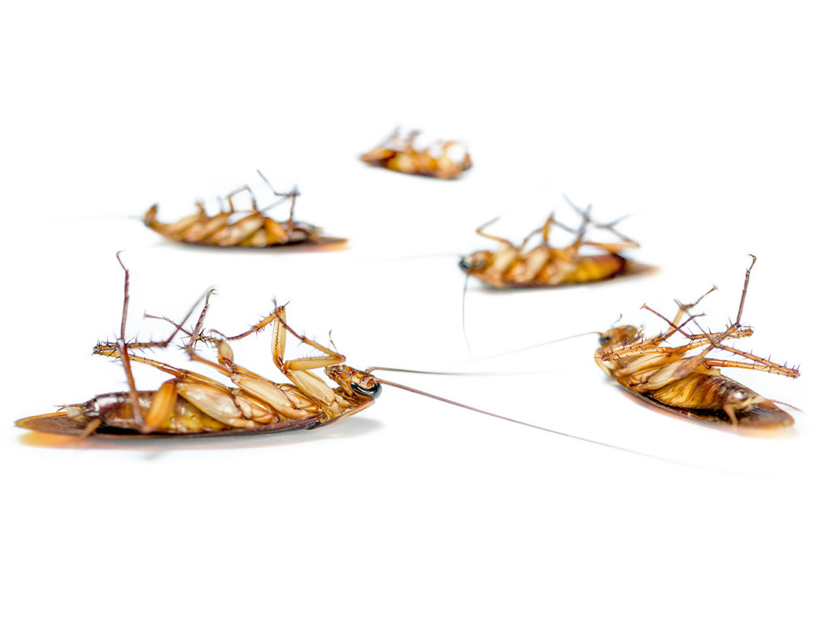 Seguimiento a la fumigacion de cucarachas