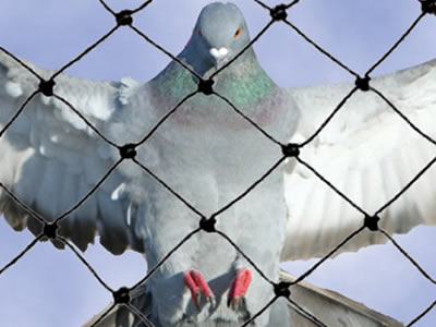 Control de aves redes